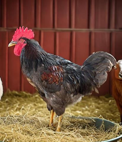 adoptable Chicken in Downey, CA named MINI COOPER