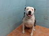 adoptable Dog in Downey, CA named BOO