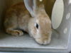 adoptable Rabbit in Downey, CA named PERLY