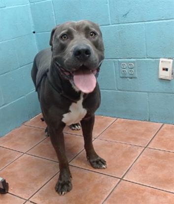 adoptable Dog in Downey, CA named BOB-O