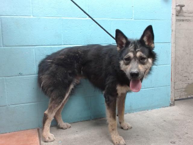 adoptable Dog in Downey, CA named KARLO