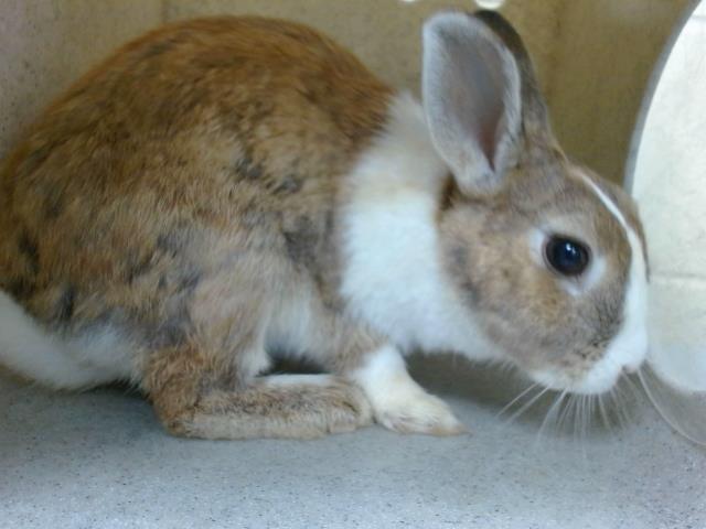 adoptable Rabbit in Downey, CA named PENNY