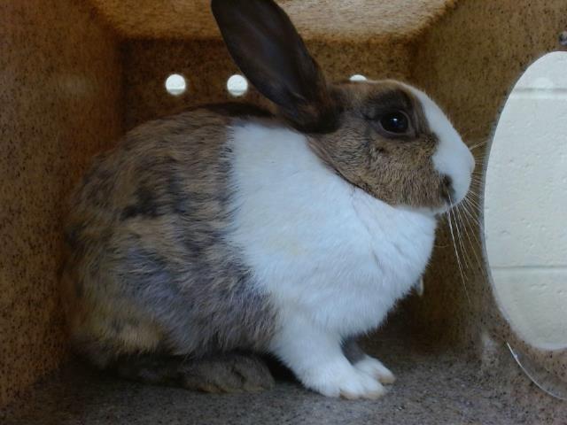 adoptable Rabbit in Downey, CA named POLLY