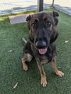 adoptable Dog in Downey, CA named WHITNEY