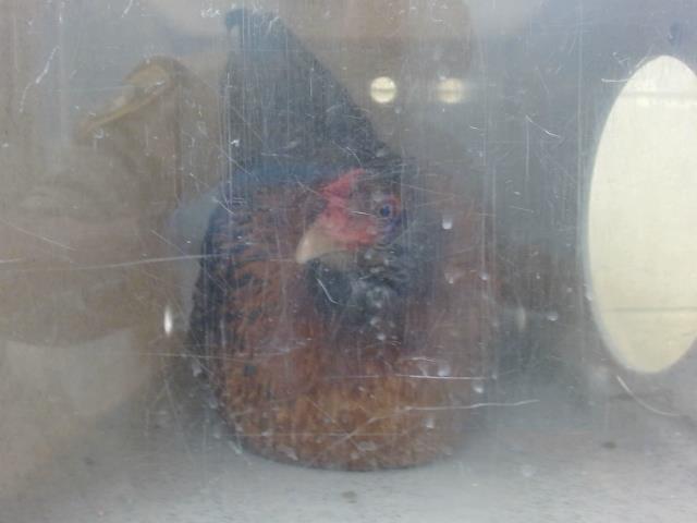 adoptable Chicken in Downey, CA named PIXIE