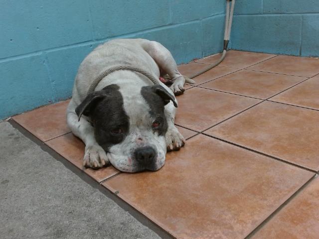 adoptable Dog in Downey, CA named SCOTT SUMMERS