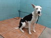 adoptable Dog in Downey, CA named KROKETA