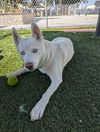 adoptable Dog in Downey, CA named REESE