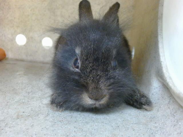 adoptable Rabbit in Downey, CA named BAE