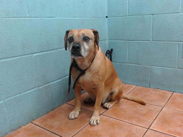 adoptable Dog in Downey, CA named BOBY