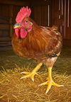 adoptable Chicken in Downey, CA named FREDDY COOPER