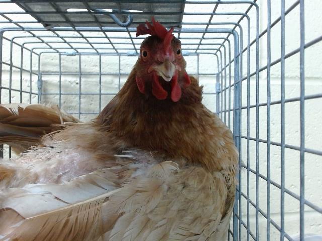 adoptable Chicken in Downey, CA named ORLA