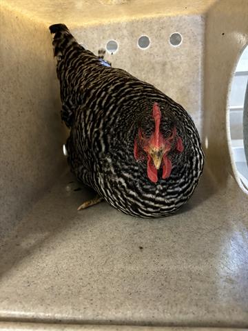 adoptable Chicken in Downey, CA named LENA