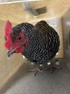 adoptable Chicken in Downey, CA named BELLA