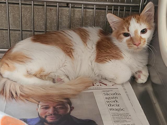 adoptable Cat in Downey, CA named BARRISTA