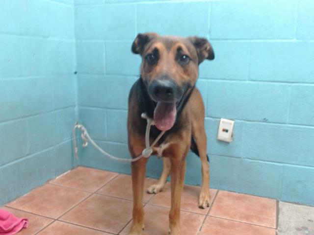 adoptable Dog in Downey, CA named ROCKY