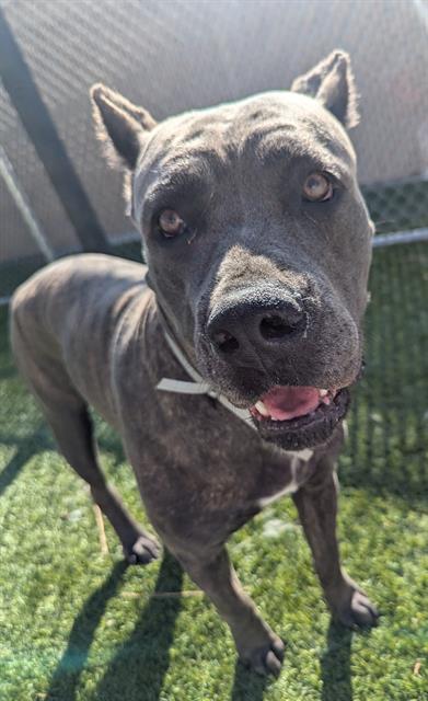 adoptable Dog in Downey, CA named CENTELLA