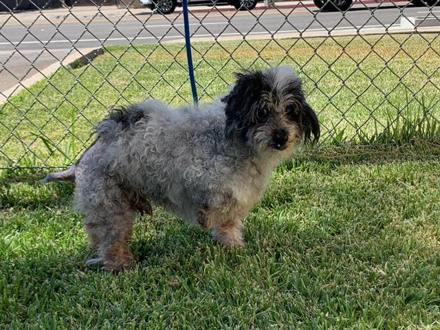 adoptable Dog in Downey, CA named OREO