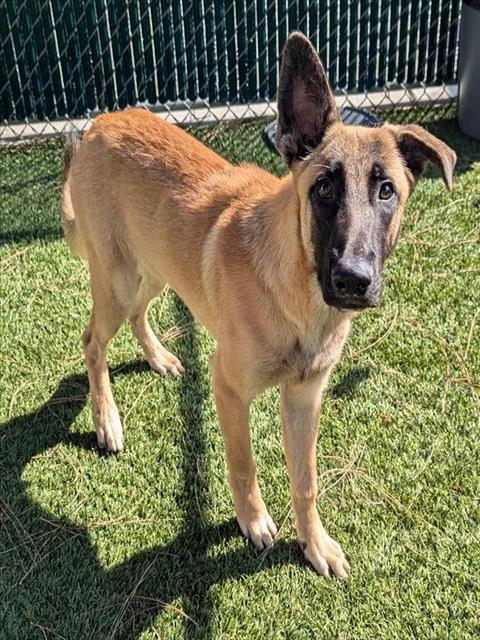 adoptable Dog in Downey, CA named DAN