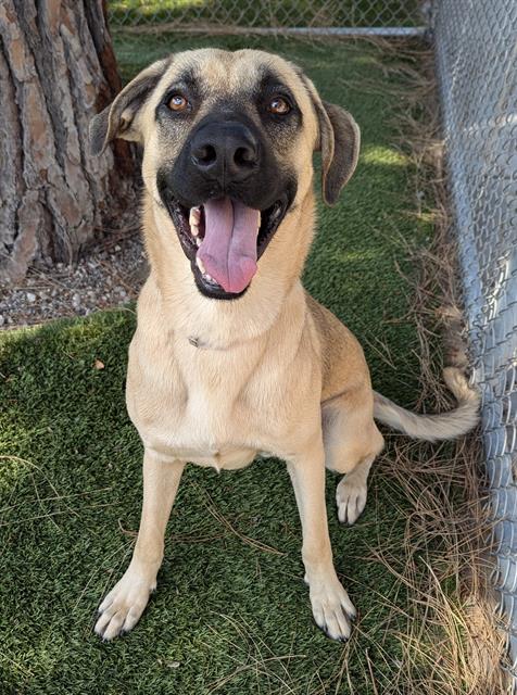 adoptable Dog in Downey, CA named ENRIQUE