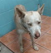 adoptable Dog in Downey, CA named A5650673