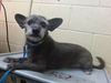 adoptable Dog in Downey, CA named ARCHIE MARTINEZ ELENES