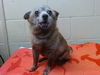 adoptable Dog in Downey, CA named A5650977