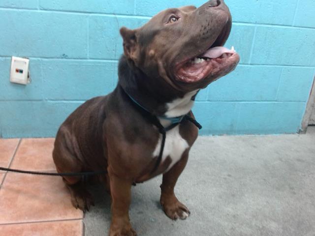 adoptable Dog in Downey, CA named MOTO MOTO