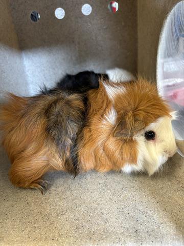 adoptable Guinea Pig in Downey, CA named DOLORES