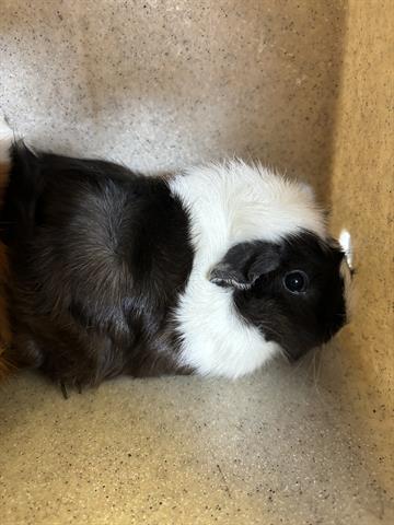 adoptable Guinea Pig in Downey, CA named VACA