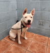 adoptable Dog in Downey, CA named OLEANDER