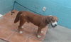 adoptable Dog in Downey, CA named REDD FOXX