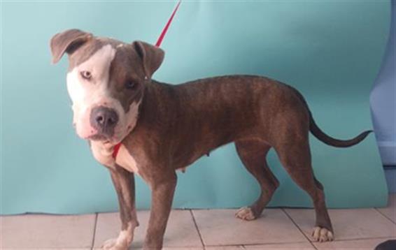 adoptable Dog in Downey, CA named HALEY