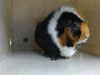 adoptable Guinea Pig in Downey, CA named SUNDAY