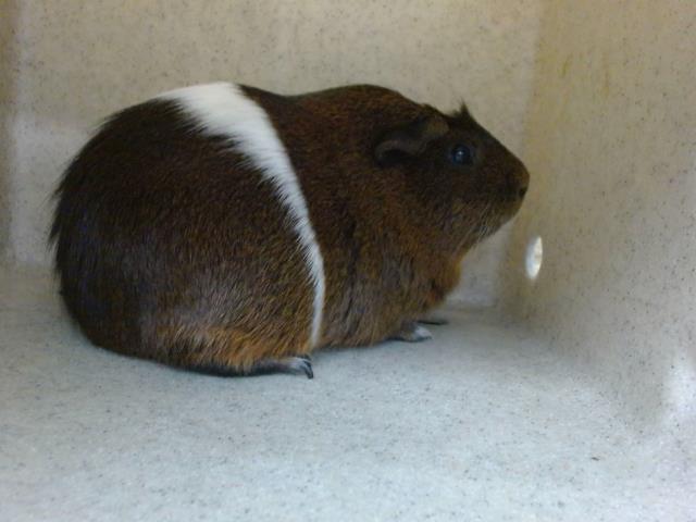 adoptable Guinea Pig in Downey, CA named OREO