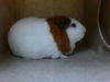 adoptable Guinea Pig in Downey, CA named CAPUCCINO