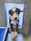 adoptable Dog in , CA named A5652165