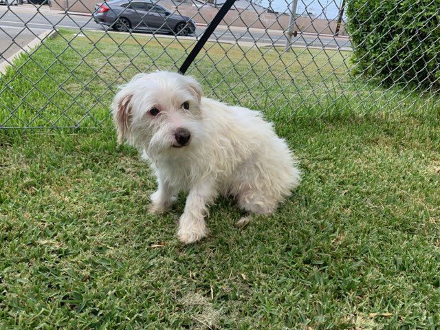 adoptable Dog in Downey, CA named A5652230