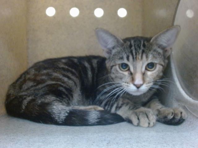 adoptable Cat in Downey, CA named ZENDAYA