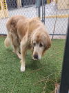 adoptable Dog in , CA named GANDALF