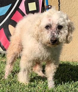 adoptable Dog in Downey, CA named POLLITO