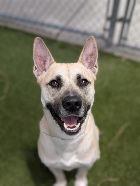 picture of the dog needing adoption