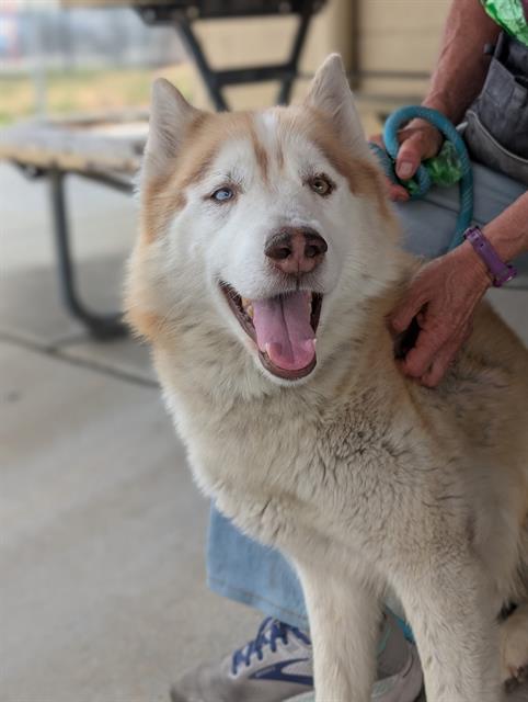 picture of the dog needing adoption