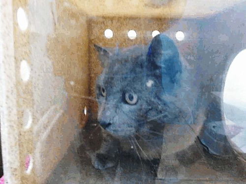 picture of the cat needing adoption
