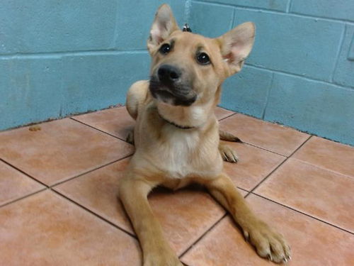 picture of the dog needing adoption