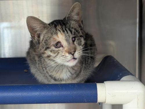 picture of the cat needing adoption