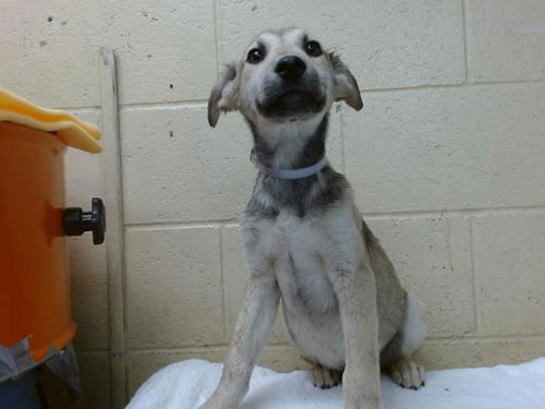 picture of the dog needing adoption