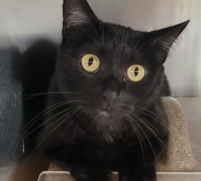 adoptable Cat in Downey, CA named MORENITA