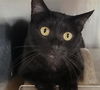 adoptable Cat in downey, CA named MORENITA