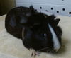 adoptable Guinea Pig in downey, CA named POCAHONTAS